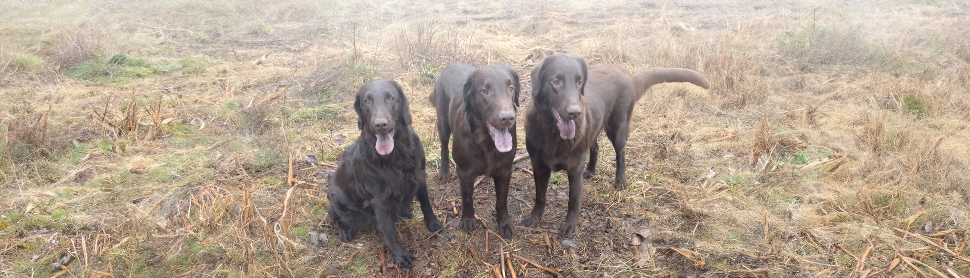 Kennel Håll fast