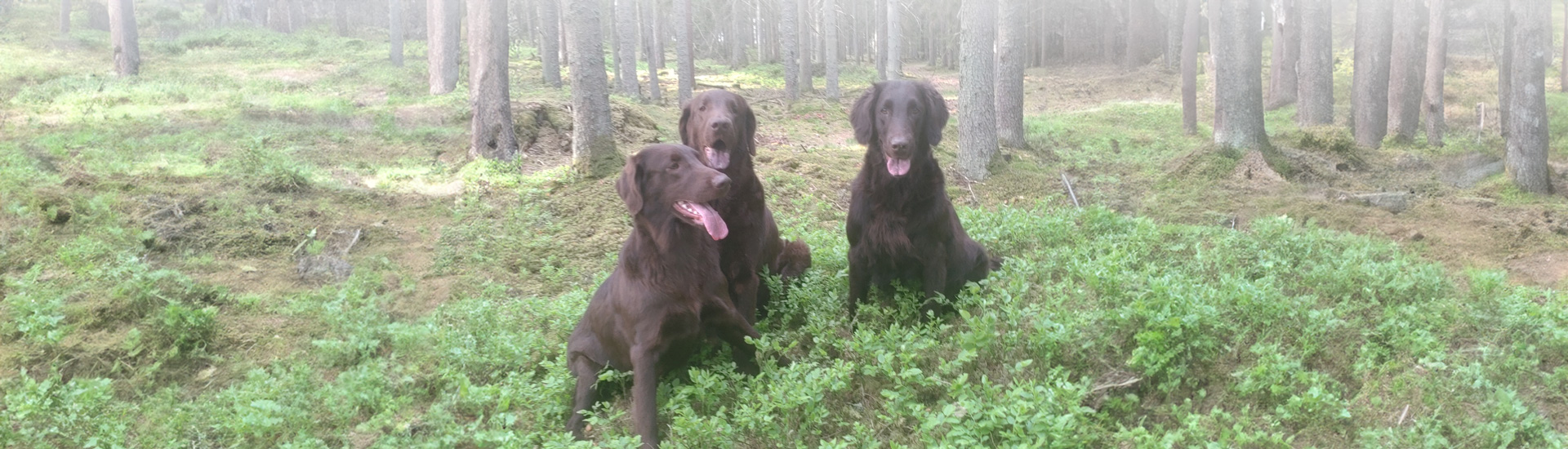 Kennel Håll fast