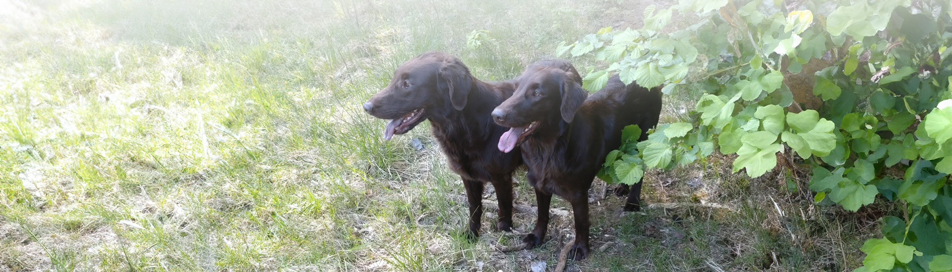 Kennel Håll fast